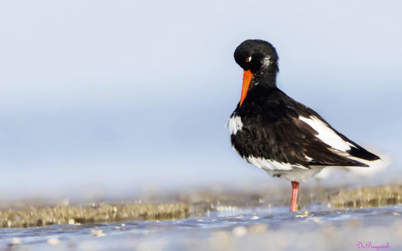 Eurasian Oystercatcher